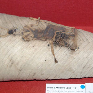 Ancient Egyptian ibis mummy from Saqqara
 North Saqqara dated 664 – 332 BC