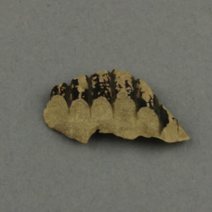 Ancient Egyptian body sherd from Tanis dated 332 – 30 BC