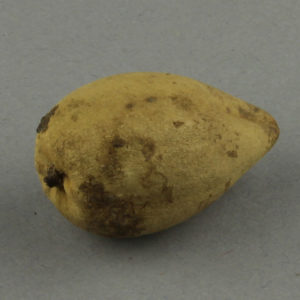 Ancient Egyptian dried fruit from Hierakleopolis