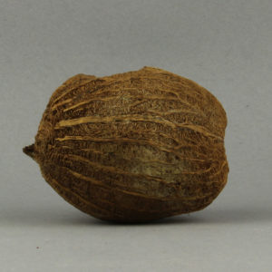 Ancient Egyptian dried fruit from Hierakleopolis