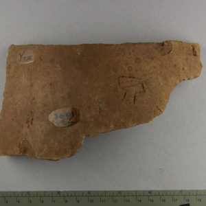 Ancient Egyptian body sherd from Abydos dated 3000 – 2890 BC