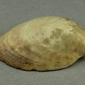 Ancient Egyptian shell from Abydos dated 1550 – 1295 BC