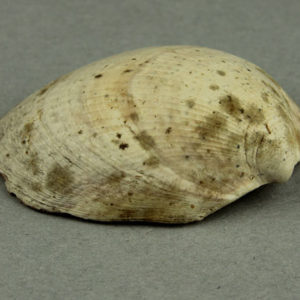 Ancient Egyptian shell from Abydos dated 1550 – 1295 BC