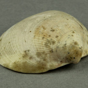 Ancient Egyptian shell from Abydos dated 1550 – 1295 BC