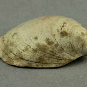 Ancient Egyptian shell from Abydos dated 1550 – 1295 BC