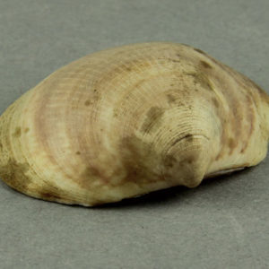 Ancient Egyptian shell from Abydos dated 1550 – 1295 BC