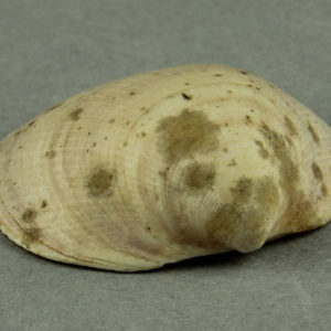 Ancient Egyptian shell from Abydos dated 1550 – 1295 BC