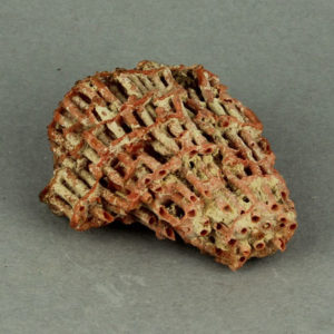 Ancient Egyptian coral from Abydos dated 1550 – 1295 BC