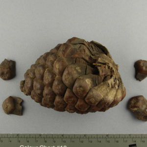 Ancient Egyptian pine cone from Hawara dated 30 BC – AD 395