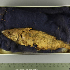 Ancient Egyptian mummified fish from Esna dated 664 – 332 BC