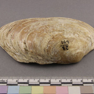 Ancient Egyptian shell from Qaw el kibir dated 2494 – 2345 BC