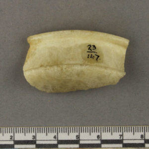 Ancient Egyptian rim sherd from Amarna dated 1550 – 1295 BC