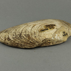 Ancient Egyptian shell from Badari dated 2494 – 2345 BC