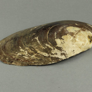 Ancient Egyptian shell from Badari dated 2494 – 2345 BC