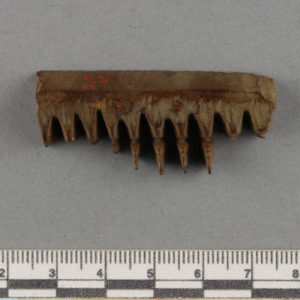 Ancient Egyptian weaving comb teeth from Faiyum dated 332 BC – AD 395