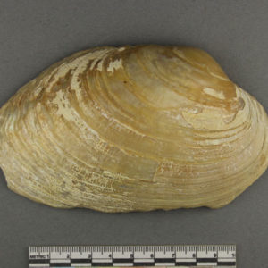 Ancient Egyptian shell from Faiyum dated 5300 – 3000 BC