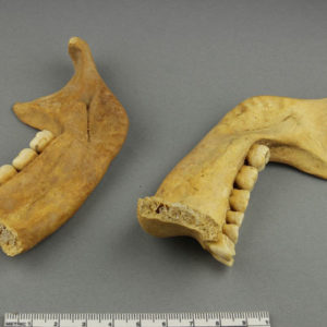 Ancient Egyptian human mandible from Mostagedda dated 1773 – 1550 BC