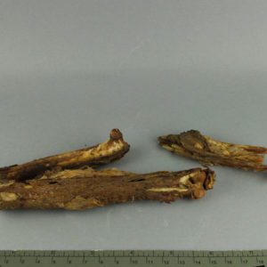 Ancient Egyptian mummified ibis from Beni Hasan