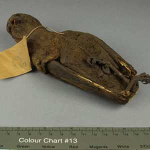 Ancient Egyptian mummified bird