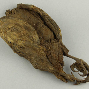 Ancient Egyptian mummified bird