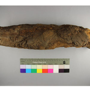 Ancient Egyptian mummified human limb dated 664 – 332 BC