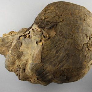 Ancient Egyptian mummified human head