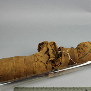 Ancient Egyptian mummified cat