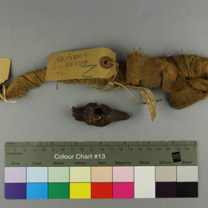 Ancient Egyptian mummified crocodile from Memphis