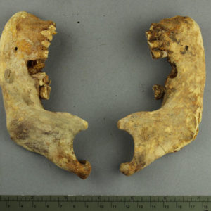 Ancient Egyptian human mandible from Armant