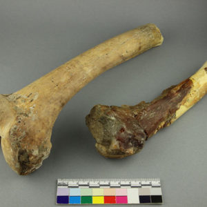 Ancient Egyptian human femur from Armant dated 2686 – 2160 BC