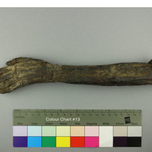 Ancient Egyptian mummified human hand and forearm