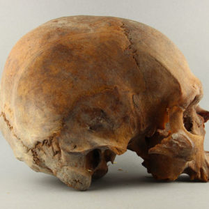 Ancient Egyptian human skull from Armant dated 2890 – 2494 BC