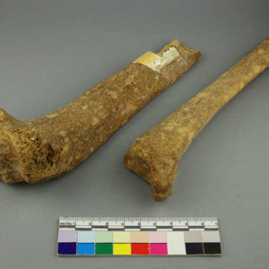 Ancient Egyptian human tibia from Armant dated 5300 – 3000 BC