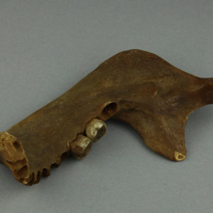 Ancient Egyptian human mandible