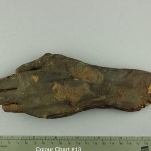 Ancient Egyptian mummified human hand