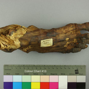 Ancient Egyptian mummified human foot dated 664 – 332 BC