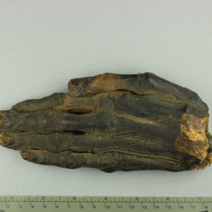 Ancient Egyptian human hand